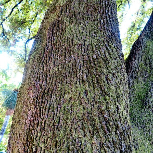 Quercus ilex Azala