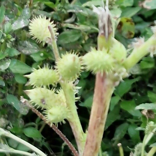 Xanthium orientale Fruit