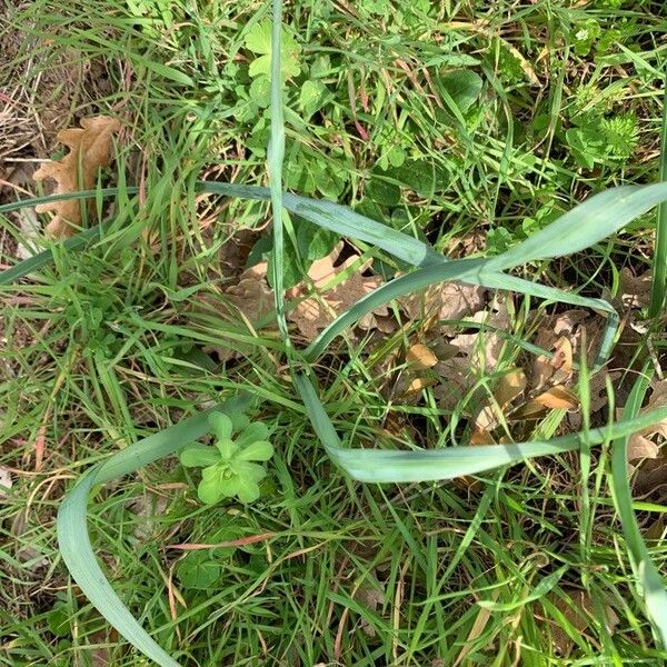 Allium trifoliatum Feuille