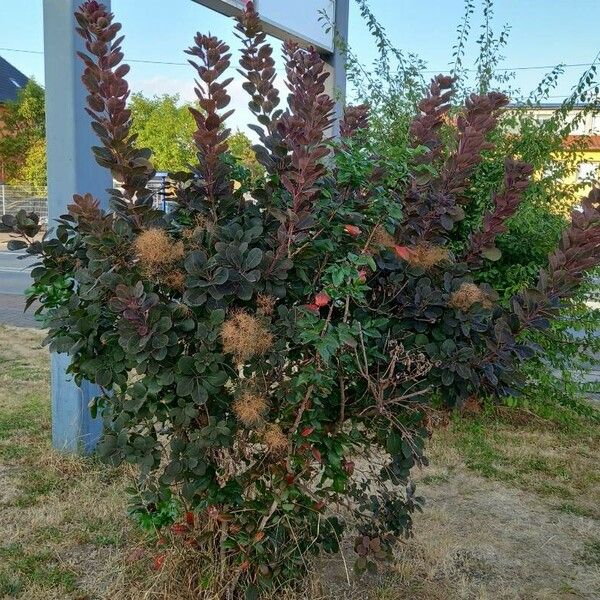 Cotinus coggygria Habitatea