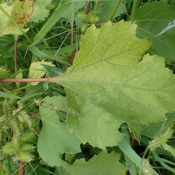 Xanthium orientale Leaf