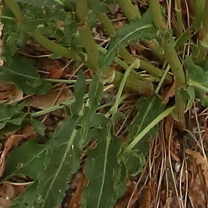 Rumex thyrsoides Листок