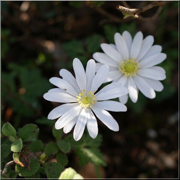 Anemonoides apennina Floare