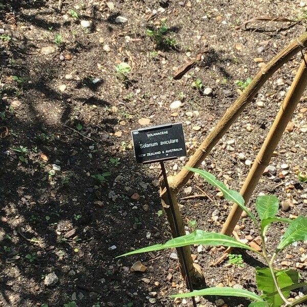 Solanum aviculare Kůra