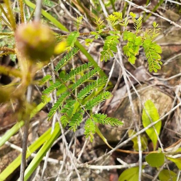 Mimosa quadrivalvis Leaf