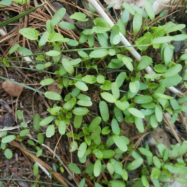 Lepidium sativum List