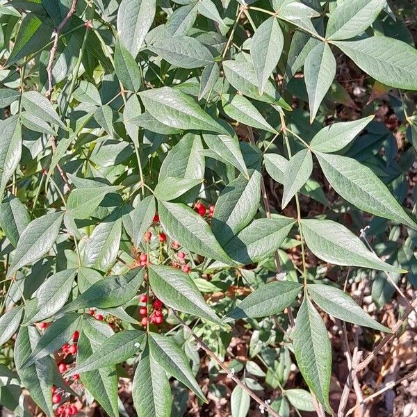 Nandina domestica ഇല