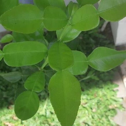 Citrus hystrix Leaf