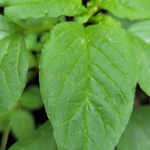 Amaranthus blitum 叶