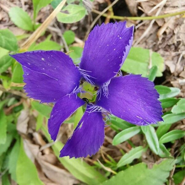 Gentianopsis ciliata Blodyn