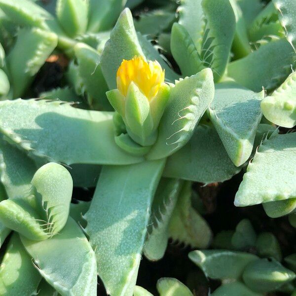 Faucaria tigrina Habitus