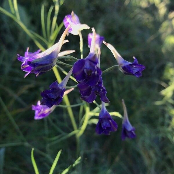 Delphinium consolida Flor