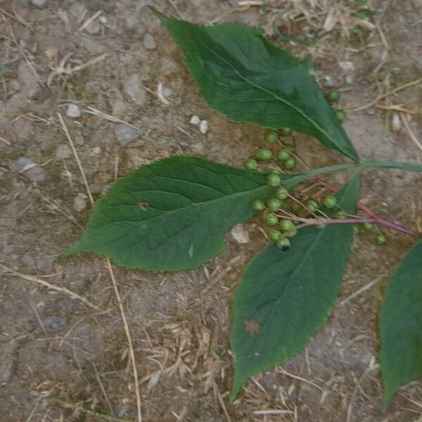 Sambucus nigra Ліст