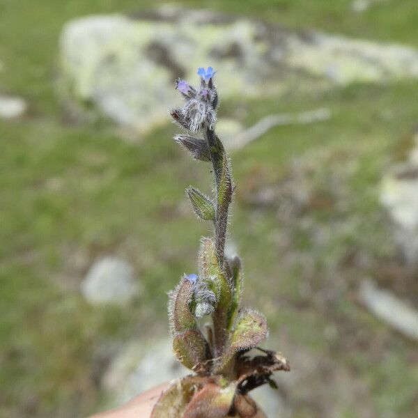 Myosotis stricta 樹皮