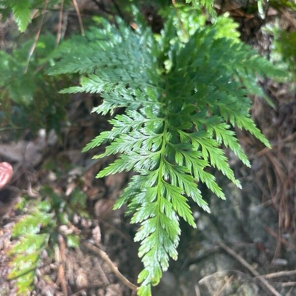 Asplenium onopteris Yaprak