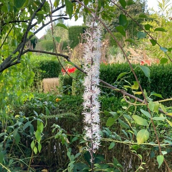 Actaea racemosa Blomst