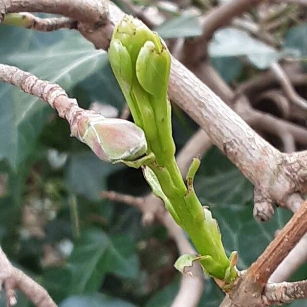 Prunus mahaleb Blad