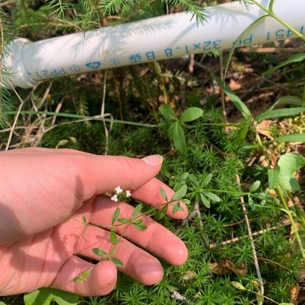 Galium uliginosum Leaf