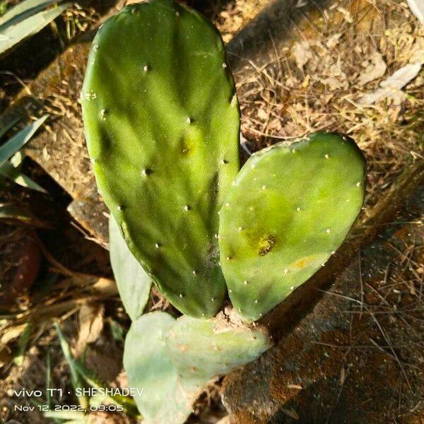 Opuntia ficus-indica Leaf