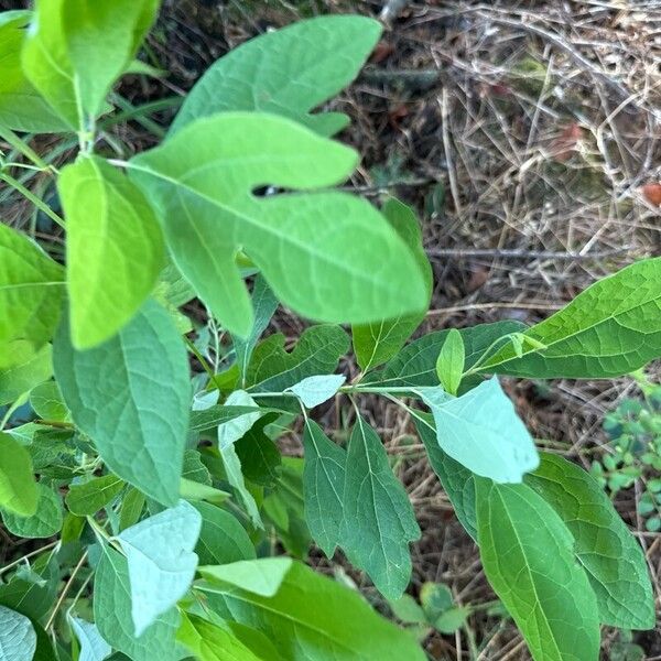 Sassafras albidum Leaf