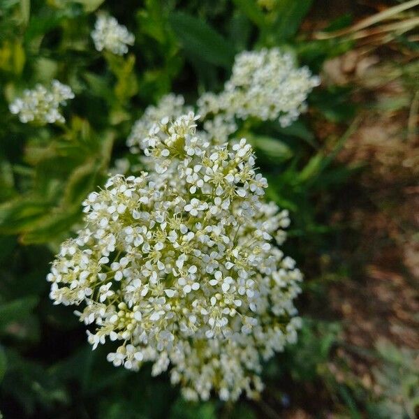 Lepidium draba Fiore