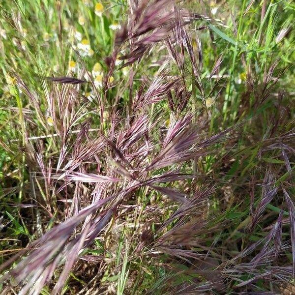 Bromus madritensis Blad