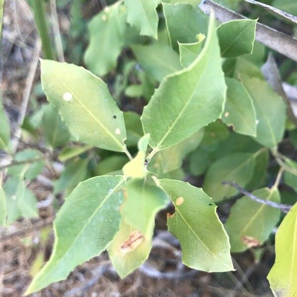 Rhamnus alaternus Leaf