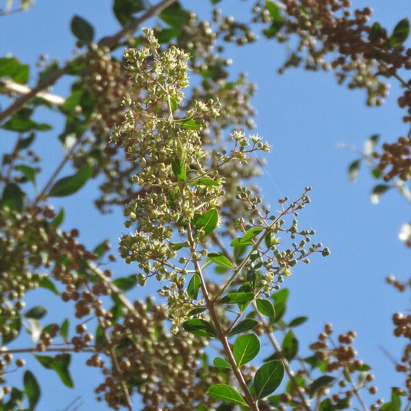 Lawsonia inermis Flor
