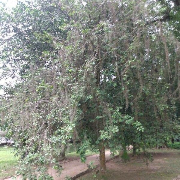 Garcinia gardneriana Tervik taim