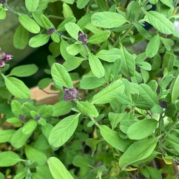 Salvia involucrata Лист