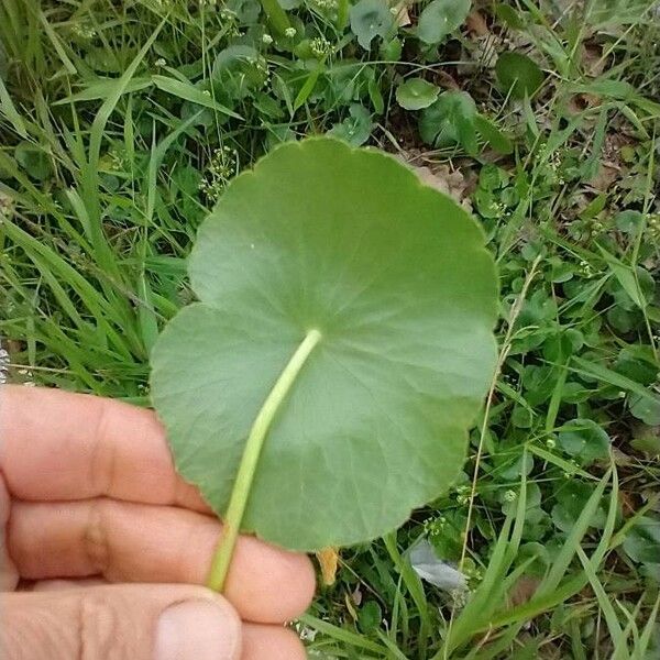 Hydrocotyle umbellata Листок