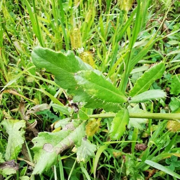 Cirsium tuberosum 葉