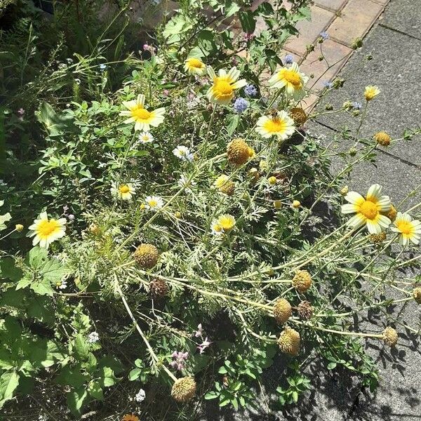 Glebionis coronaria Habit