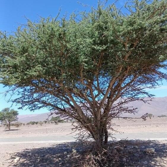 Vachellia etbaica Habitat