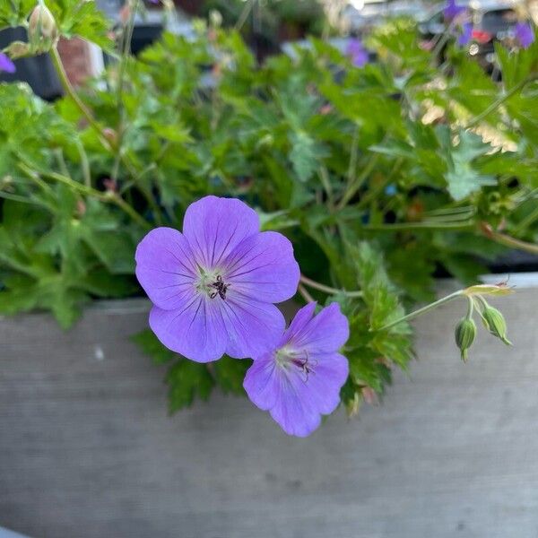 Geranium platypetalum 花