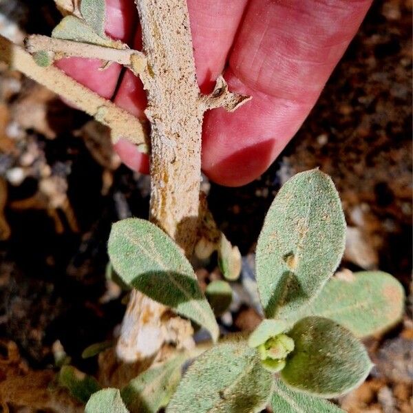 Aerva javanica Bark