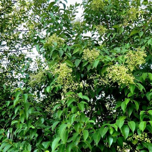 Ligustrum lucidum Fruit