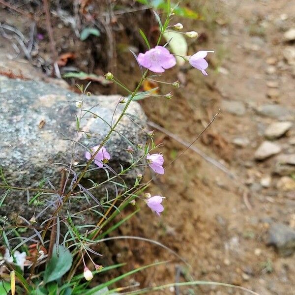 Agalinis tenuifolia Flower