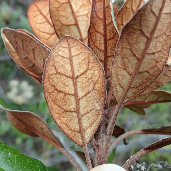 Argophyllum grunowii पत्ता