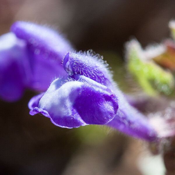 Scutellaria tuberosa Кветка