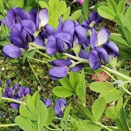 Baptisia australis Květ