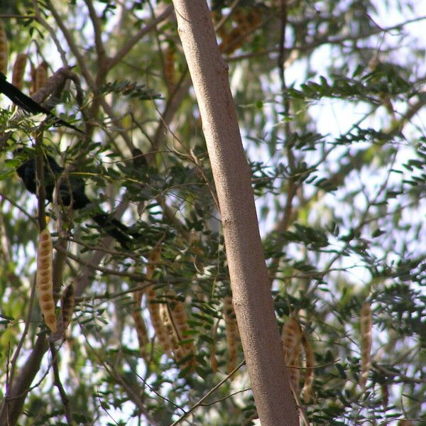 Albizia lebbeck Vili