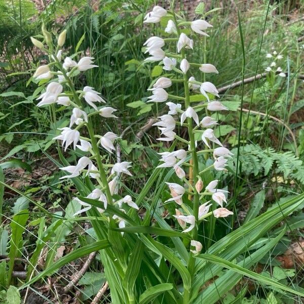 Cephalanthera longifolia Листок