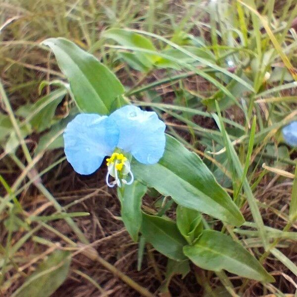 Commelina erecta Blodyn