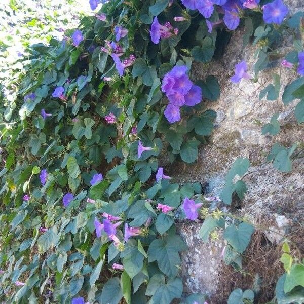 Ipomoea indica 整株植物