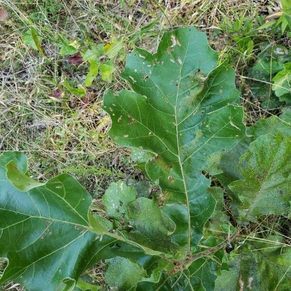 Quercus macrocarpa Hoja