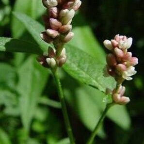 Persicaria maculosa Λουλούδι