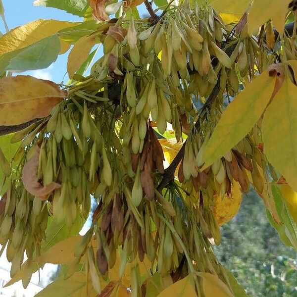 Fraxinus pennsylvanica Plod