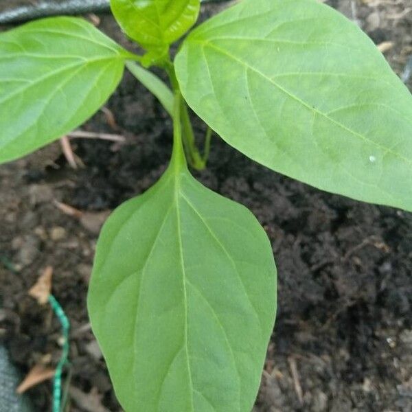 Capsicum annuum Blad