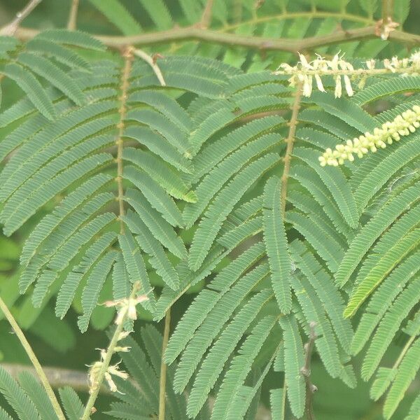 Senegalia ataxacantha Leaf